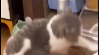 Funny cats