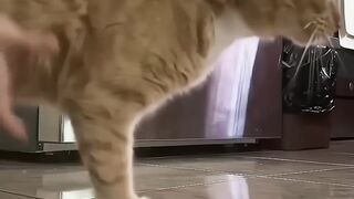 Funny Pets | 2024???? Funny Dogs And Funny Cats Videos