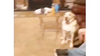 Dog's are the best????????