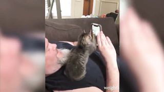 jokes with animals