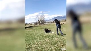 jokes with animals
