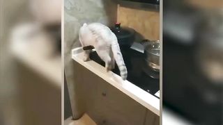 jokes with animals