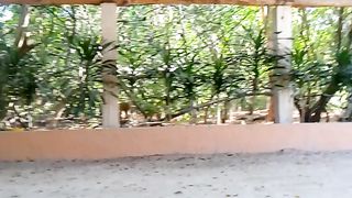 Baboons Family