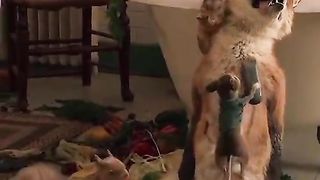 Rabbit funny movie