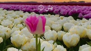 سورة يس