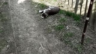 Кот