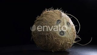 Exploring the Essence: The Typical Coconut Unveiled