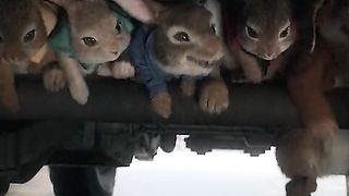 Rabbit funny movie
