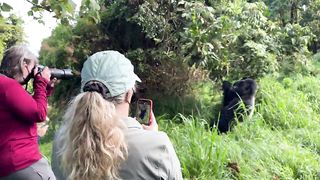 Mountain Gorillas 2024