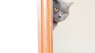 Cute funny Cat and Dog