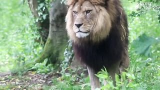 Port Lympne Hotel & Reserve _ Adorable Month Old Lion Cubs Frolic As Parents Look On