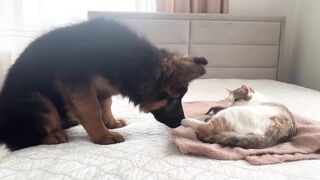 German Shepherd Puppy Meets Mom Cat with Newborn Kittens