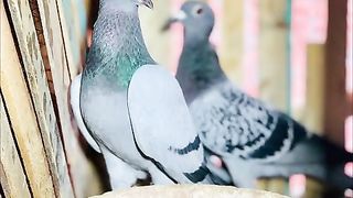 يارب... عشاق الحمام
