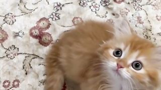مشاءالله تبارك الرحمن