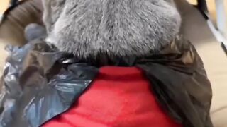 Kitty getting styled