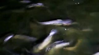 PENGINGAT buat pemula, jangan telat jual ikan lele kalian menjelang LEBARAN, Bandar pada tutup