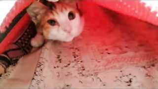 Cat animal cute foryou febspot