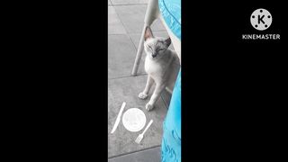 animals explor febspot cat
