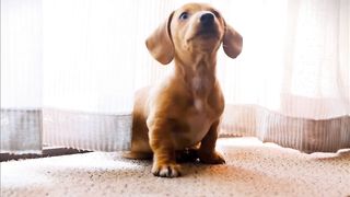 Funniest ???? Dogs and ???? Cats - Awesome Funny Pet Animals Videos.