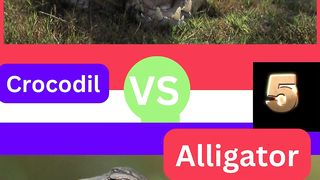 what would you prefer crocodile VS Alligator| #shorts ????????????????