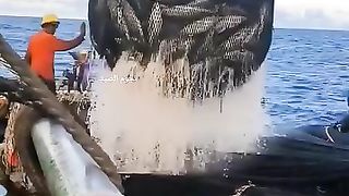 صيد الاسماك بطريقة احترافية