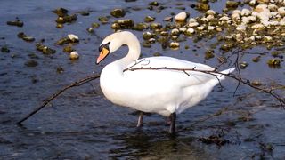 Swan1