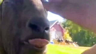 The Cutest Animal Videos You'll Ever See Animals Being Idiots
