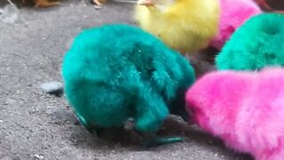 Cute Chicks Colorful