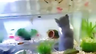 An aquarium with an interior space for observation