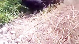 Dogs and pigs fighting