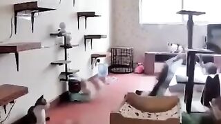 погром