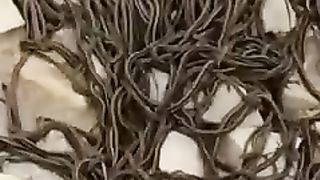 تعرف كارثة الثعابين الي حصلت في الهند؟!.