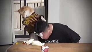 Dog fun meme