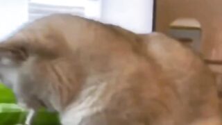 The master cat