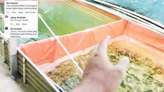 Membuat kolam TERAL atau kolam BETON untuk pembenihan ikan lele❓ Kenapa kolam BETON saya lapisi TERPAL❓