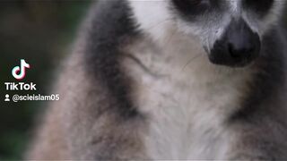 عالم الحيوانات #سبحان #الله #القرآن_الكريم #animals #shorts #explore #اكسبلور