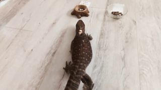 My pet