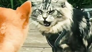 The stern cat quickly put the dog in its place