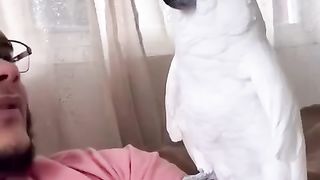 Dancing parrot