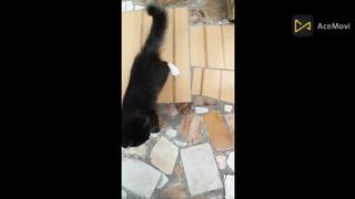 My beautiful cat playing with brush