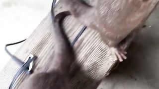 My pet
