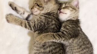 cute cats