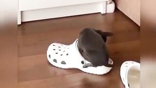 My pet