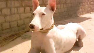 My pet