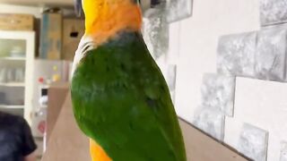 Cat and beautiful parrot funny