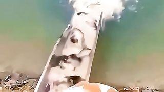 Funny animals