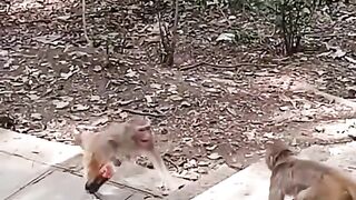 Funny animals