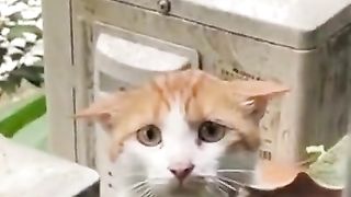 My pet