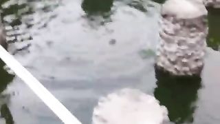 Kalau kolam BETON luas seperti ini bisa masuk EMON REBUS asalkan sumber air lancar