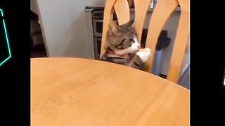 Watch and laugh with the most funny cat situations